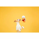 Bark Big Bill & Beak-A-Boo Fish Dog Toy